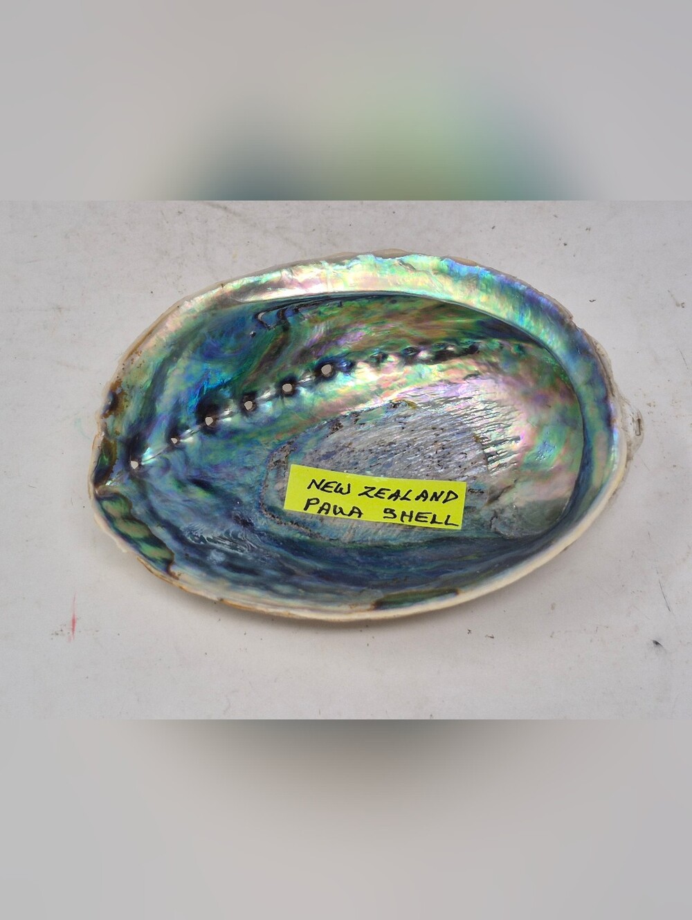 Abalone/ New Zealand Paua Shell